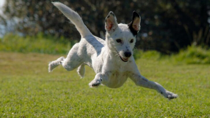 10 Subtle Clues Your Dog Is Under-Exercised (and 5 That It’s in Great Shape)