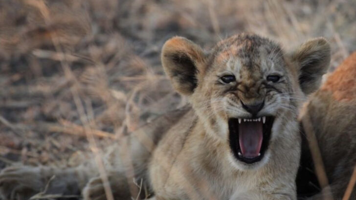 10 Surprising Truths About Lions (And 3 That Might Haunt You)