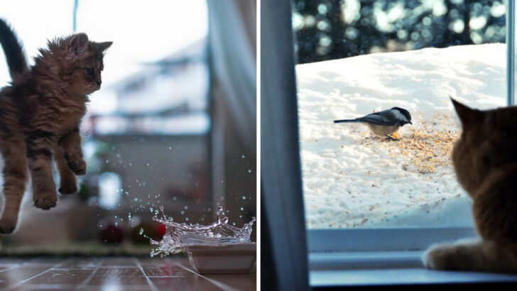 10 Things You Do That Cats Hate (and 10 They Absolutely Love)