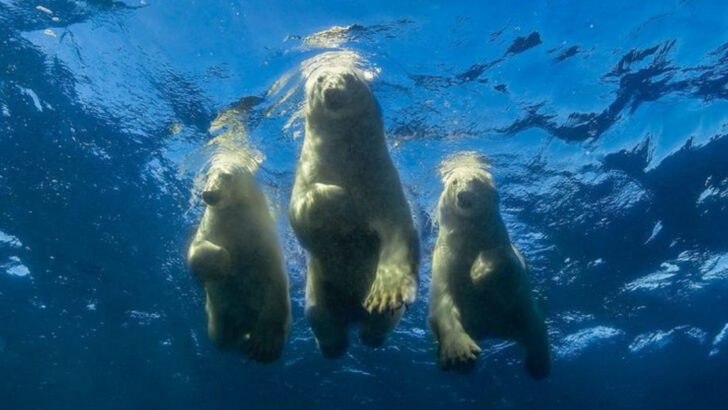 10 Wild Facts About Bears (And 3 That Go Too Far)