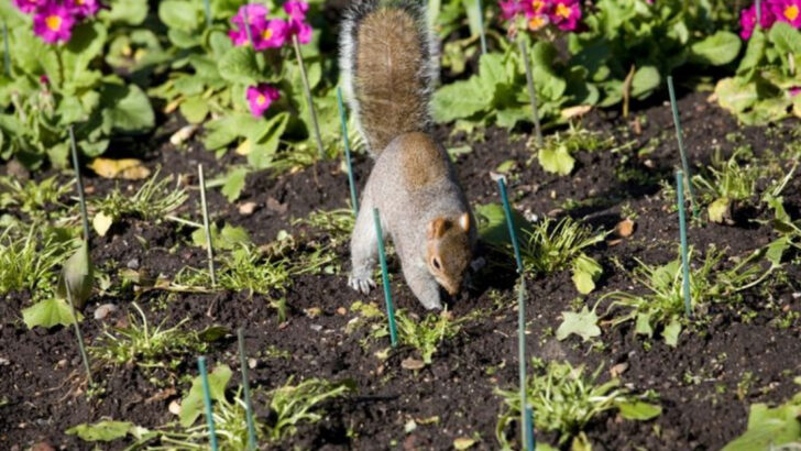 10 Wildlife You’ll Regret Feeding in Your Yard (And 8 Species That Actually Need Your Help)