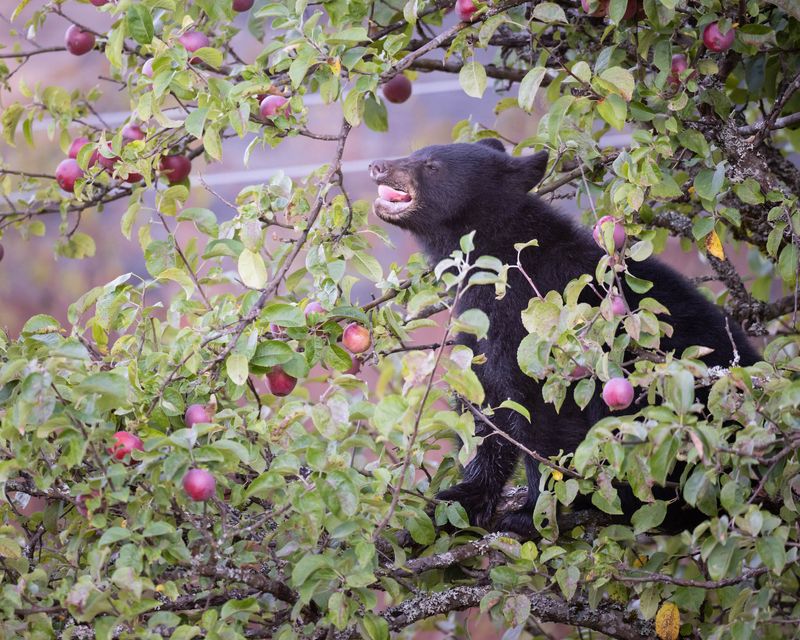 10. Mangled Fruit Trees