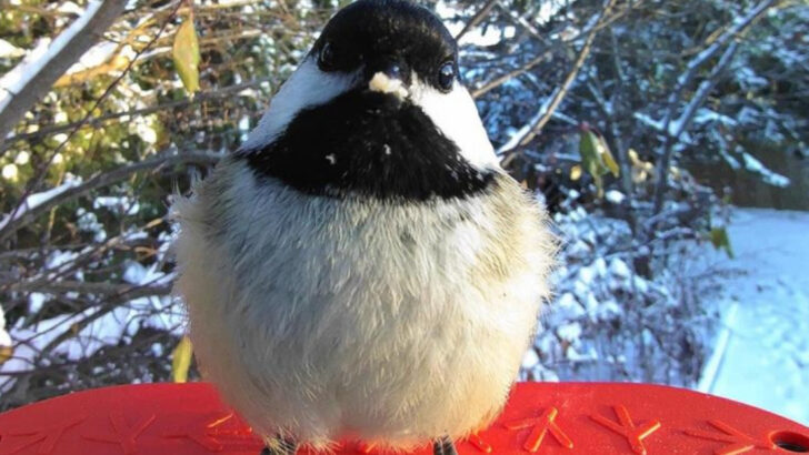 11 Birds That Make Backyard Watching Worth Every Second
