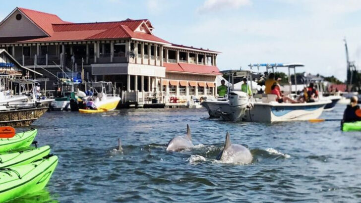 11 Coastal U.S. Towns Where Dolphins and Whales Are Making a Surprising Comeback