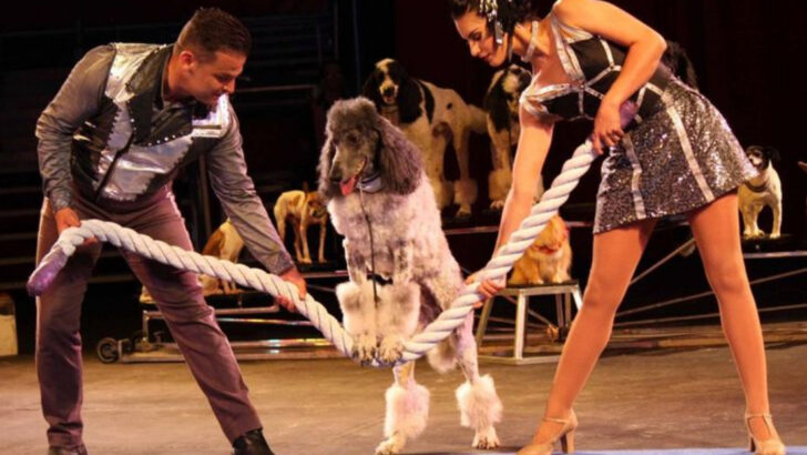11 Dogs That Did Something So Smart, It Made the News
