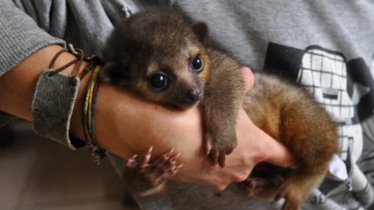 11 Exotic Pets That Are Legal in Most U.S. States