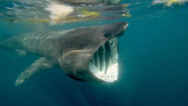 11 Incredible Facts About the Basking Shark (the Second Largest Fish on Earth)