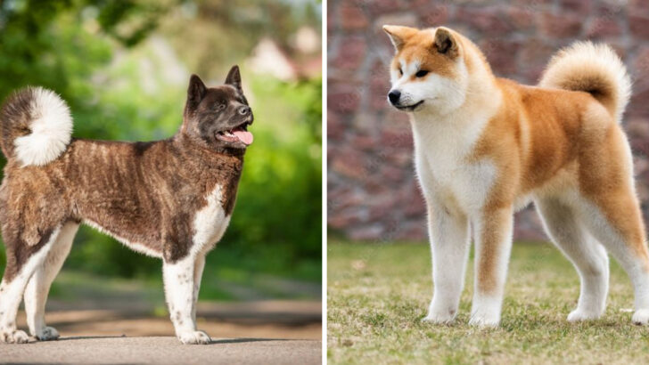 11 Key Differences Between the American and Japanese Akita You Should Know