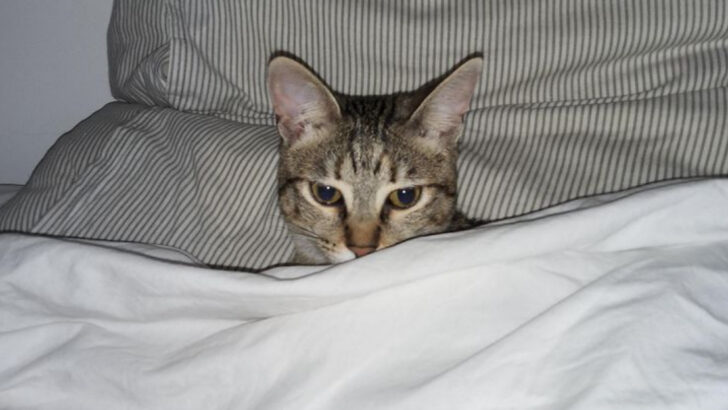 11 Signs Your Cat Has More Opinions Than You Do