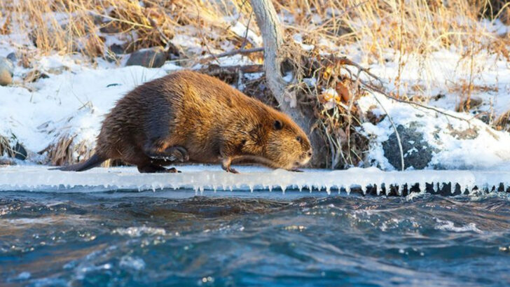 11 Times Beavers Reshaped the Land (and Didn’t Ask Permission)