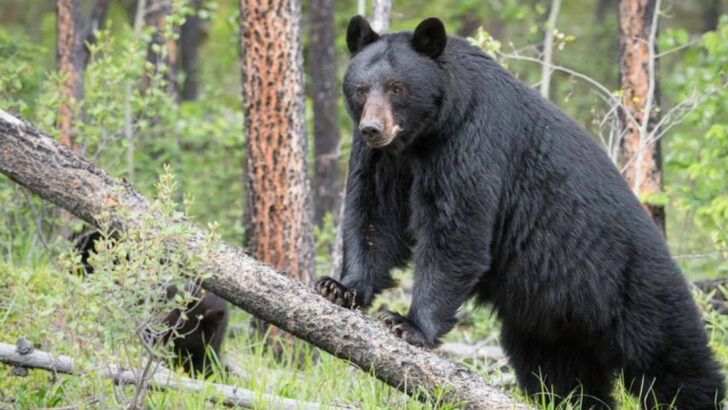 11 U.S. National Forests Where Black Bears Are Thriving (And What to Do if You Encounter One)