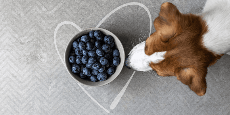 11. Blueberries