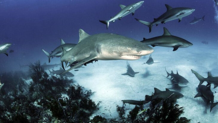 12 Amazing Facts That Show Why Blue Sharks Deserve More Attention