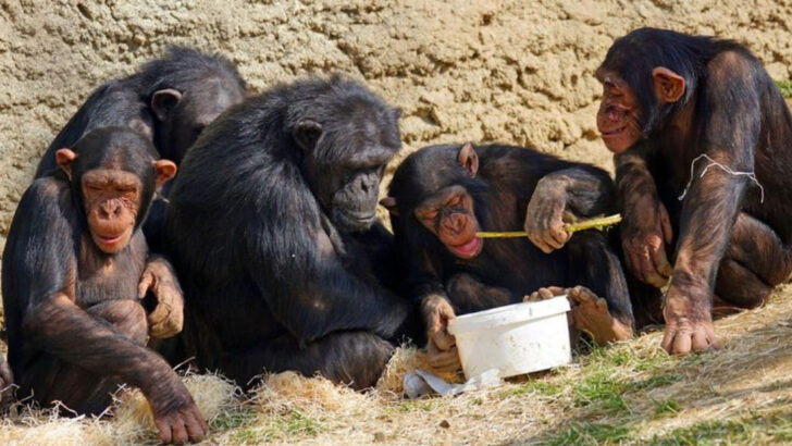 12 Animal Intelligence Tests That Will Blow Your Mind (Dolphins Aren't #1)