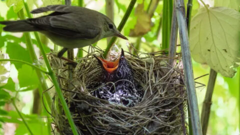 12 Animal Parents That Totally Abandon Their Young (And the Shocking