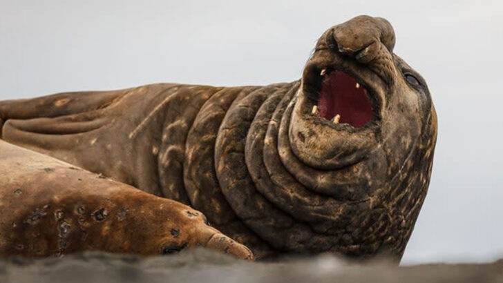 12 Animals That Could Defeat A Killer Whale