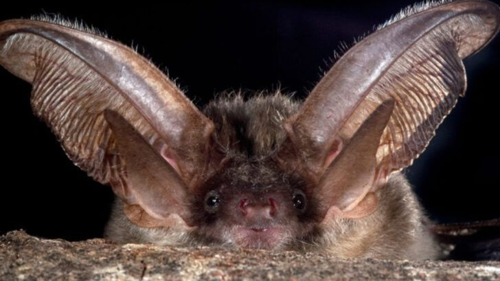 12 Bat Species Making a Surprising Comeback in Urban America