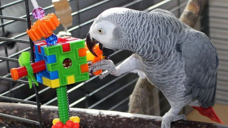 12 Creative Ways to Keep Your Bird Entertained in Its Cage