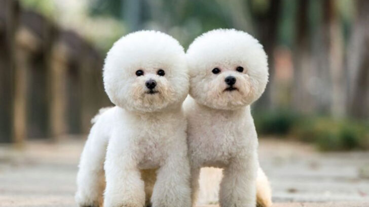 12 Dog Breeds That Thrive in Pairs (And 8 That Prefer Being the Only Pet)