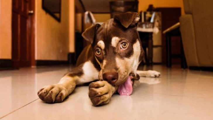 12 Dog Habits You Think Are Cute—But Could Be Signs of Distress