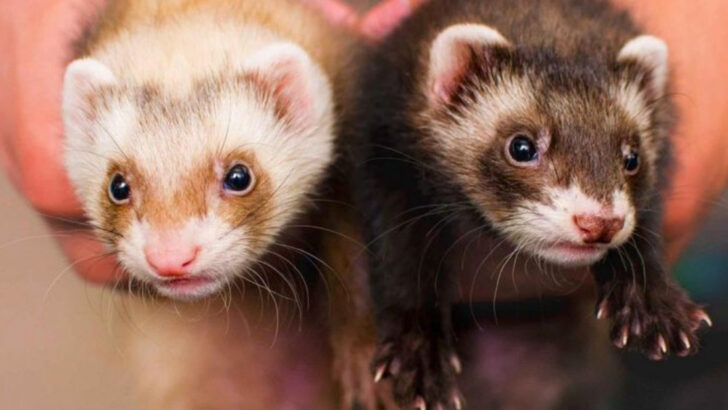 12 Fun Facts About Ferrets That Prove They’re More Than Just Furry Noodles