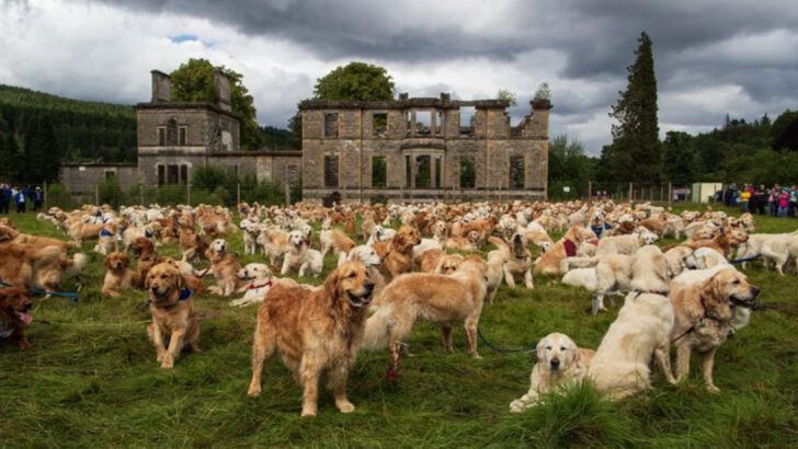 12 Fun Facts About Golden Retrievers That Might Surprise Even Professional Dog Trainers