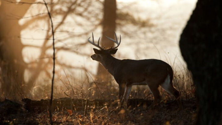 12 Hunting Strategies That Actually Attract Trophy Bucks (And 8 That Scare Them Away)