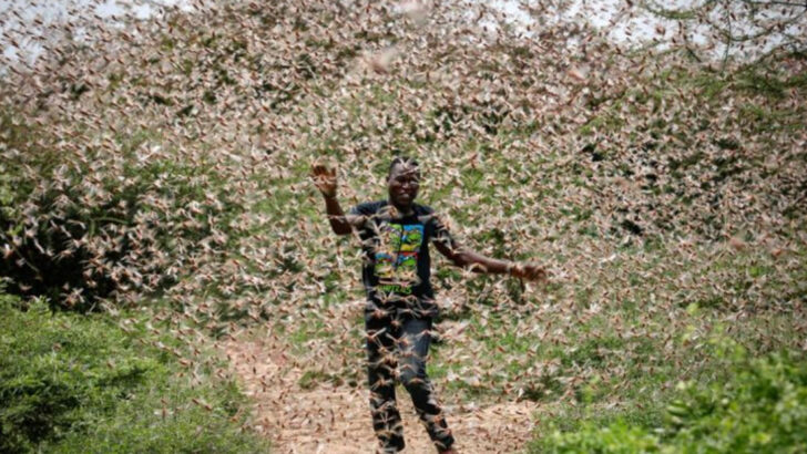 12 Insects Poised to Cost the World Billions (and How They’re Already Spreading)