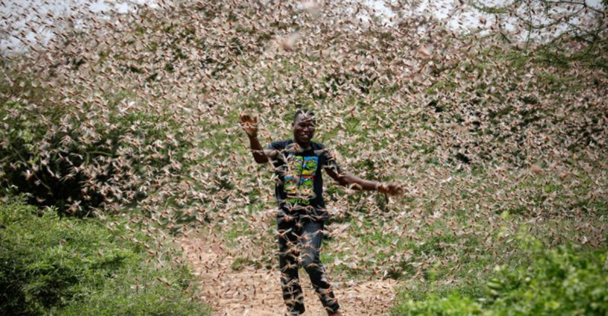 12 Insects Poised to Cost the World Billions (and How They’re Already ...