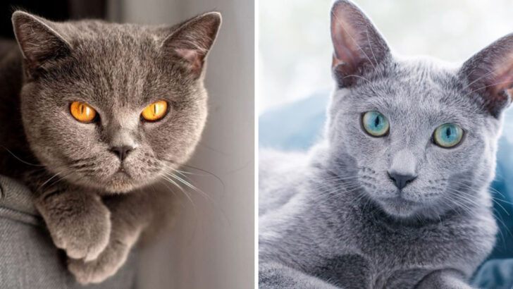 12 Key Differences Between British Shorthair and Russian Blue Cats