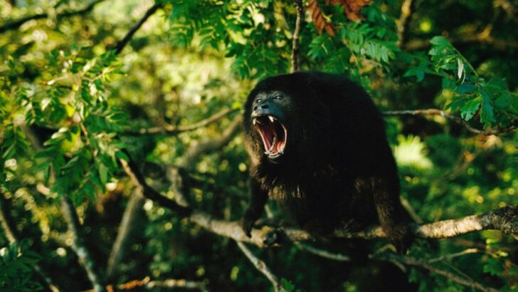 12 Loudest Animals on Earth (And 10 That Are Practically Silent Assassins)