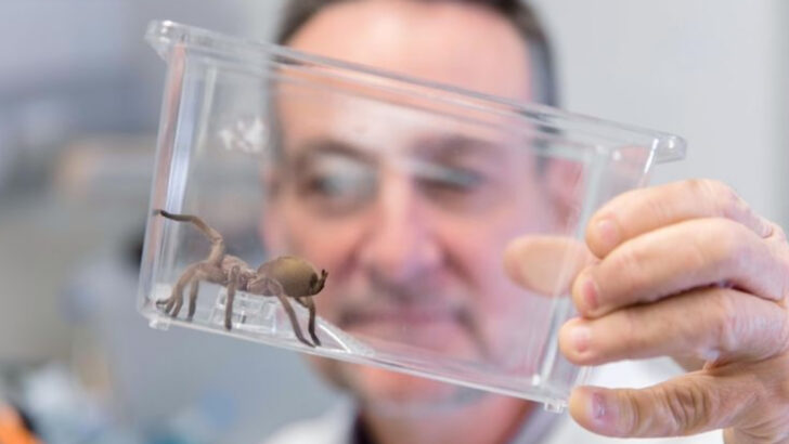 12 Misunderstood Venomous Creatures That Actually Save Thousands of Human Lives