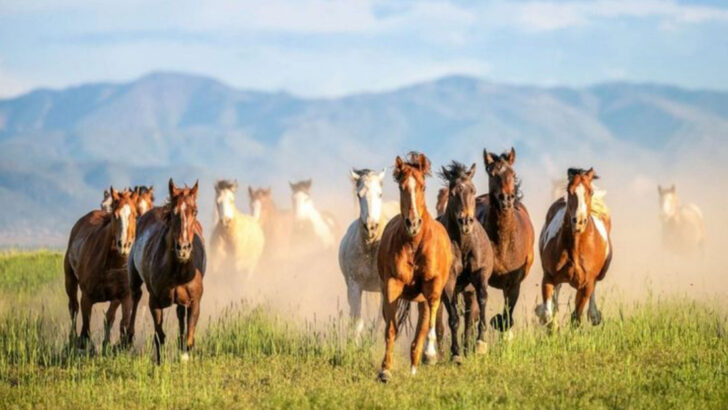 12 Myths About The Wild Horses Roaming the West