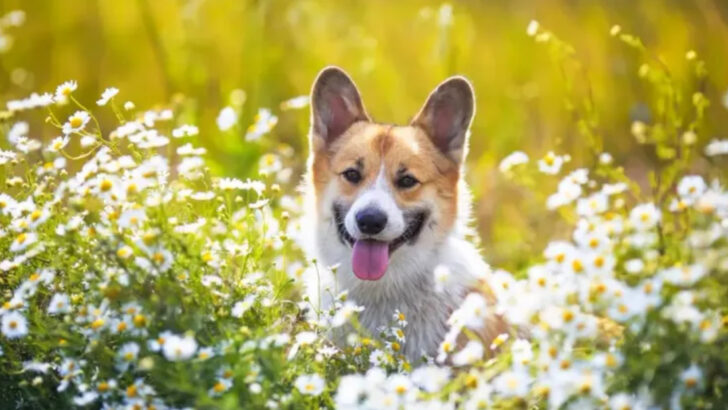 12 Native American Plant Remedies That Are Gaining Respect in Modern Vet Clinics