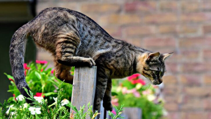 12 Natural Ways to Gently Deter Stray Cats from Your Yard