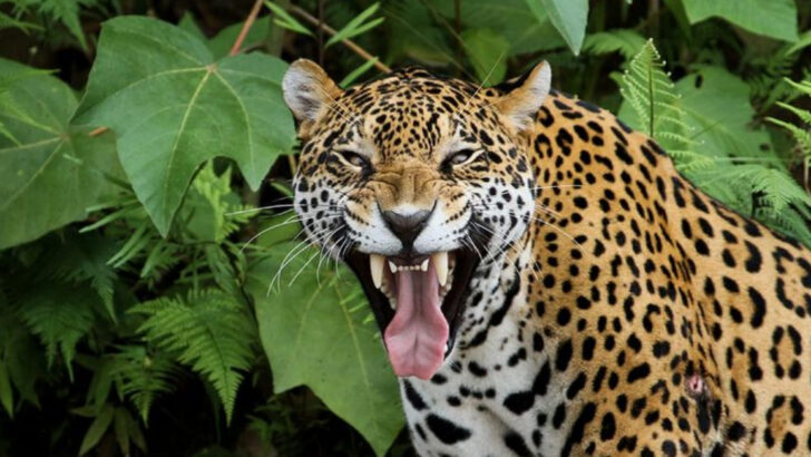 12 Predators That Even Experienced Rangers Won’t Track Alone