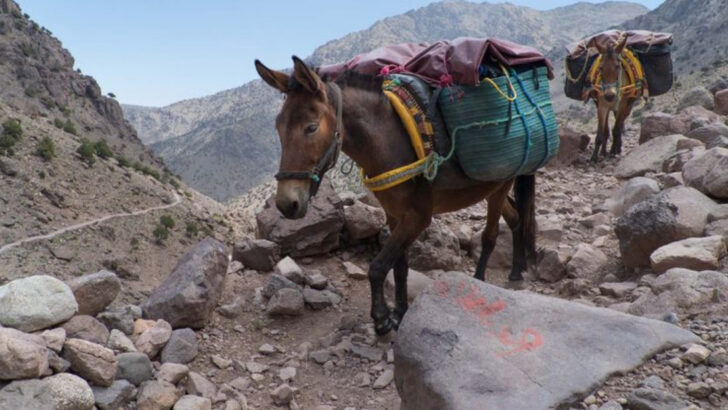 12 Reasons Mules Are the Unsung Heroes of the Animal World