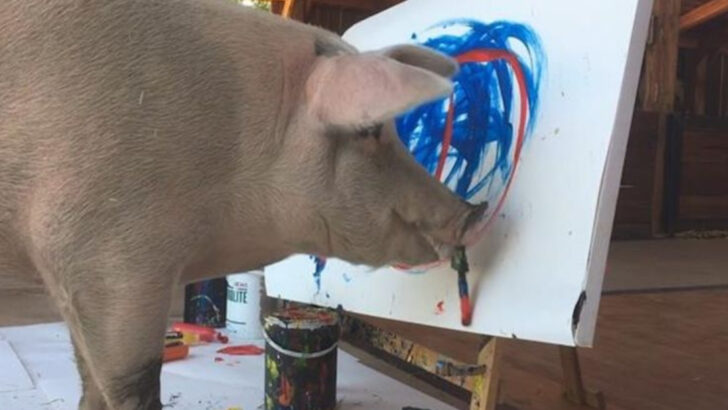 12 Reasons Pigs Might Be Smarter Than Dogs