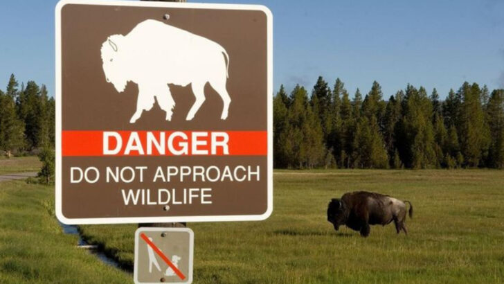12 Reasons Why Yellowstone Has the Most Dangerous Wildlife in America