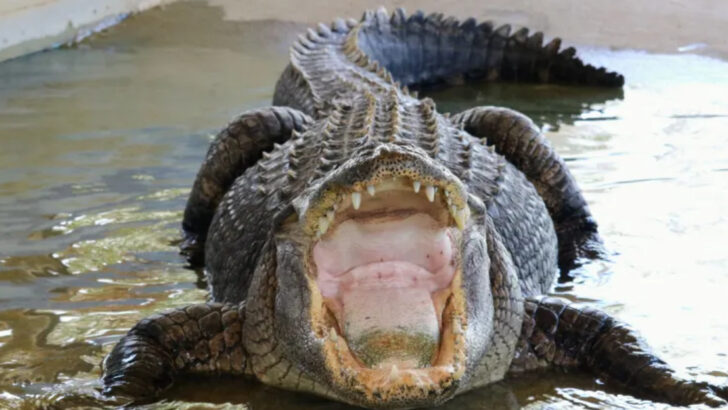 12 Record-Breaking Alligators Found in the Mighty Mississippi River