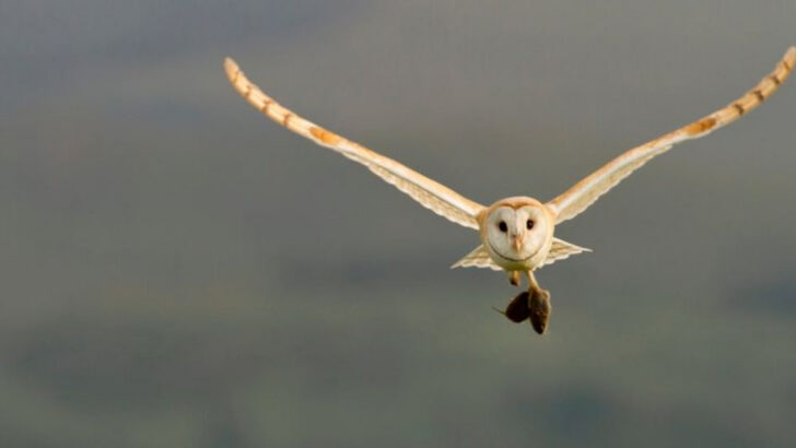 12 Remarkable Hunting Abilities of Barn Owls That Make Them Nature’s Perfect Predators