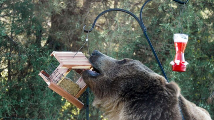 12 Signs a Wild Bear Has Been in Your Backyard (And What to Do)