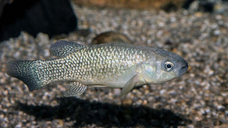 12 Small Fish Species That Clean U.S. Waterways Better Than Any Technology