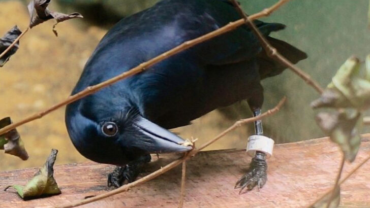 12 Smartest Problem-Solvers in the Wild (And 8 That Never Learn Their Lesson)