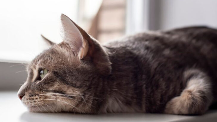 12 Things Cat Owners Wish They’d Known About Feline Grief (And 8 Ways to Help)