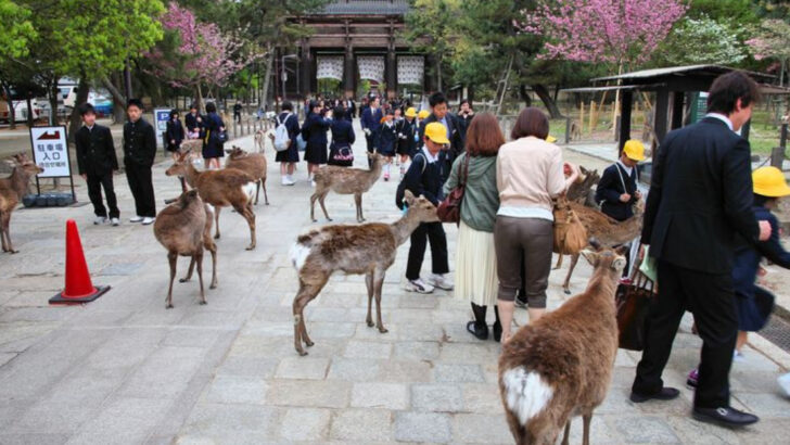 12 Times Wild Animals Showed Up in the Middle of Cities—and Didn’t Leave