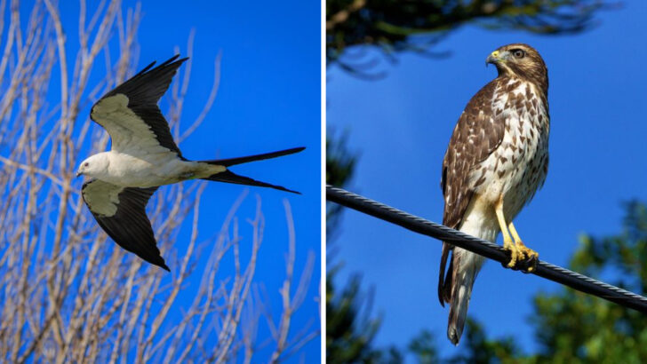 12 U.S. Birds of Prey That Are Making a Surprising Comeback