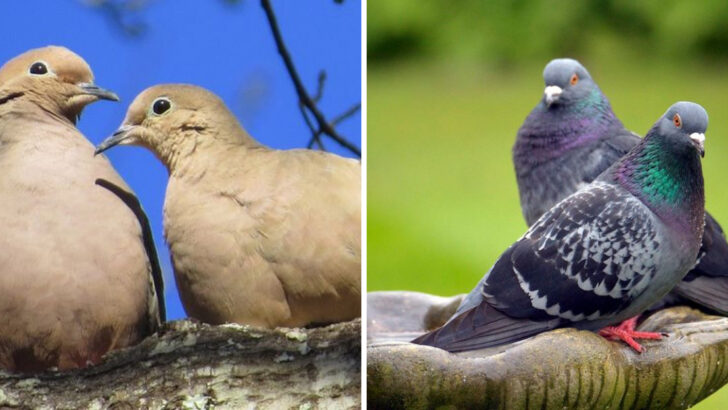 12 Ways Mourning Doves and Pigeons Are More Different Than You Think