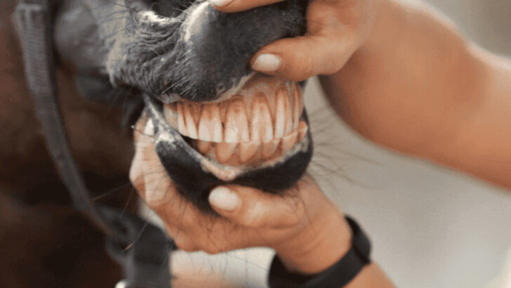 12 Ways Your Horse’s Teeth Reveal Hidden Health Issues