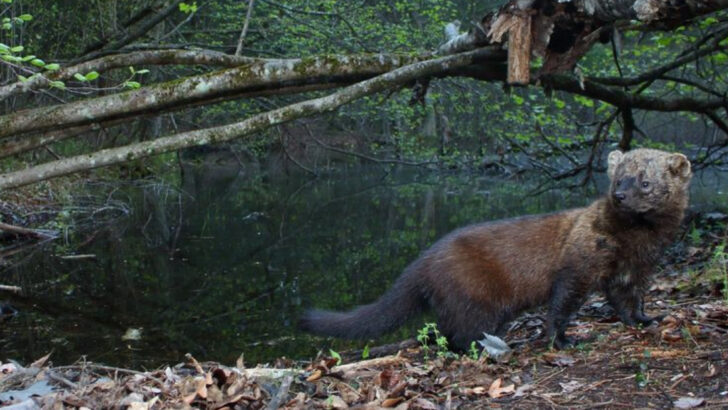 12 Weird Territories Where Fisher Cats Are Now Being Found